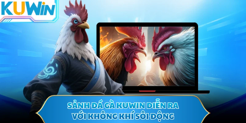 Sảnh đá gà KUWIN diễn ra với không khí sôi động